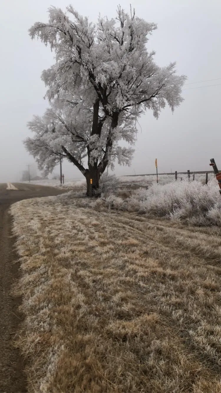 A frost-covered tree beside a field in freezing fog